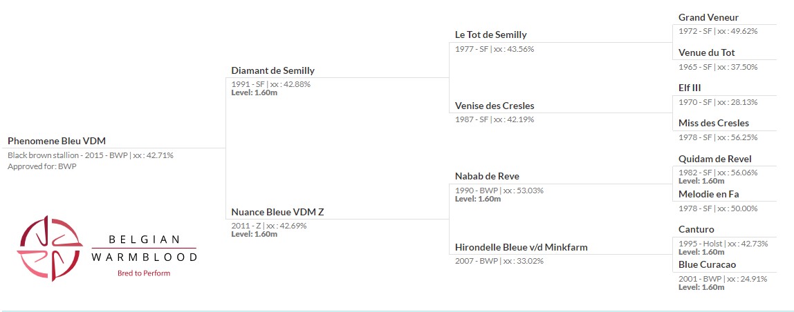 The pedigree of Phenomene Bleu VDM 
