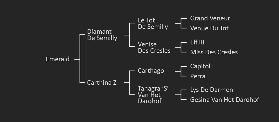 The pedigree of Emerald N.O.P