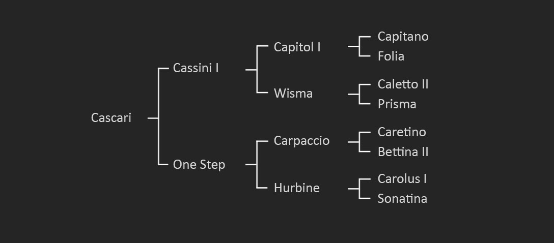 The pedigree of Cascari 