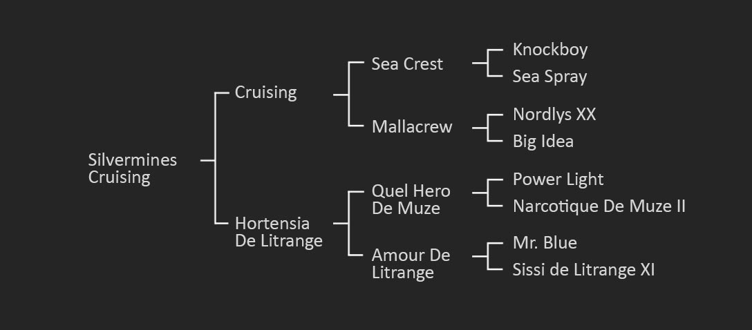 The pedigree of Silvermines Cruising